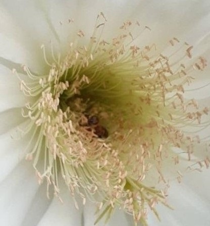 Pitaya Blossom w Bees (1).jpg